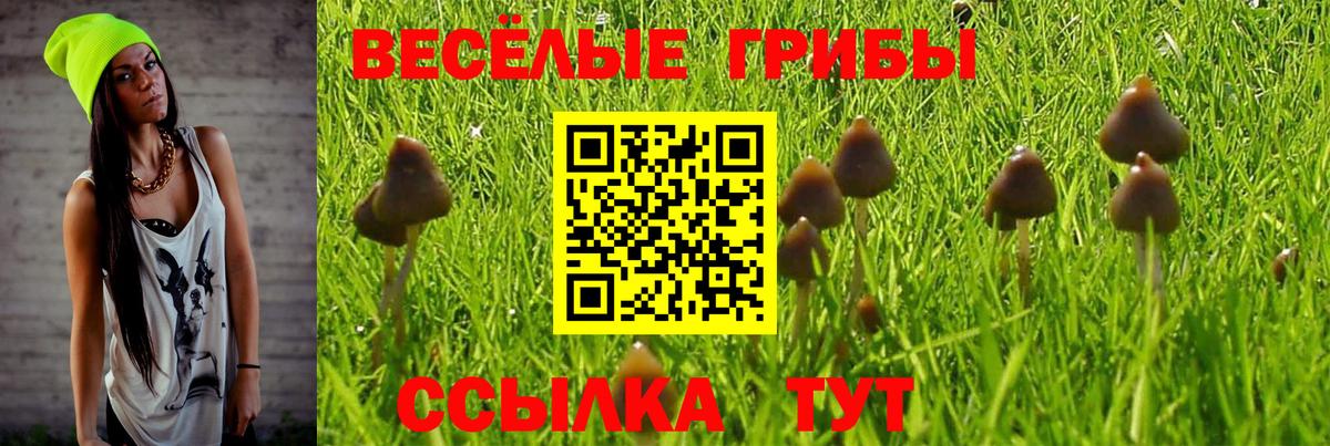 Псилоцибиновые грибы Psilocybine cubensis Котлас